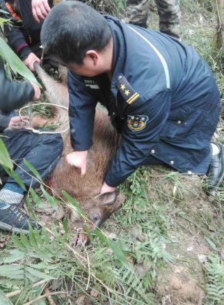 伤人的野猪都在哪里出没,野猪袭击频发地区分布情况