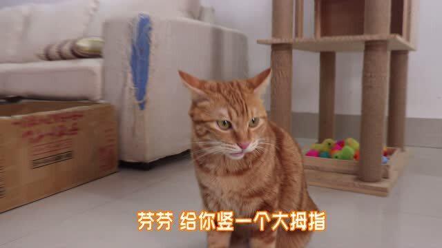 你把对猫的爱分一半给你弟弟,将你对猫咪的爱传递给你弟弟一半