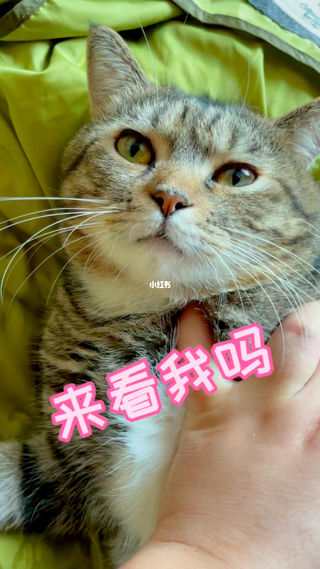 猫 最好别让我看见你空手出去,猫咪 最好别空手出门