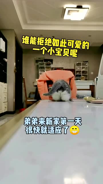 小奶猫最新,萌态十足的小奶猫动态更新