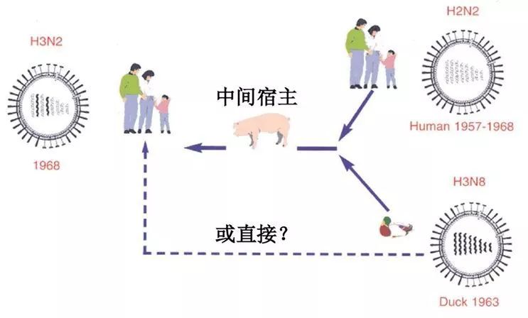 最新猪流感,最新爆发的高致病性猪流感疫情。