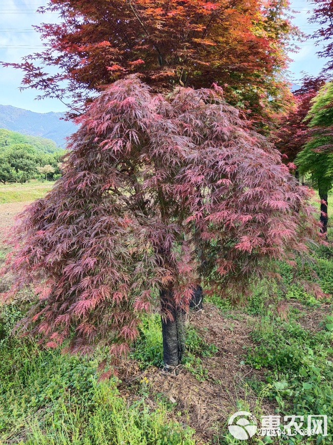 最新羽毛枫价格暴跌,羽毛枫最新行情大跳水