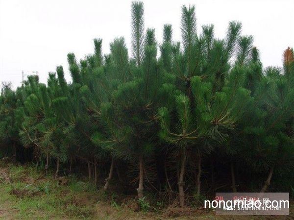 最新油松求购信息,最新油松采购资讯