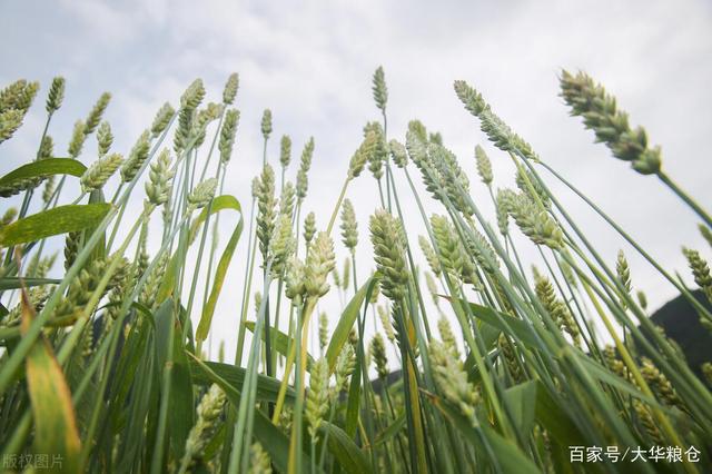 江苏盐城最新小麦价格,盐城最新小麦行情动态